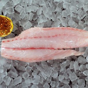 mangrove snapper