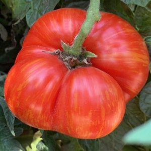 hannah's tomatoes